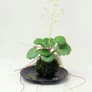 虎耳草吊芙蓉长须生苗垂吊附石鱼缸四季常绿花园 庭院绿植办公室