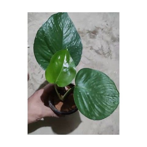 大叶绿萝苗盆栽室内客厅桌面好养花卉观叶植物净化空气吸甲醛扦插