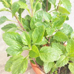 片仔癀草苗盆栽苗水香白凤菜中药草炒菜泡水食用家庭盆栽植物白当