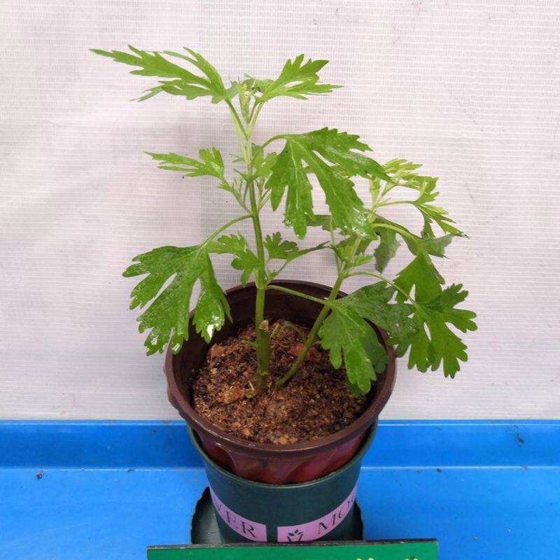 新鲜益母草现采姨妈草女人月经草原生态整棵红花纯天然可食用阳台