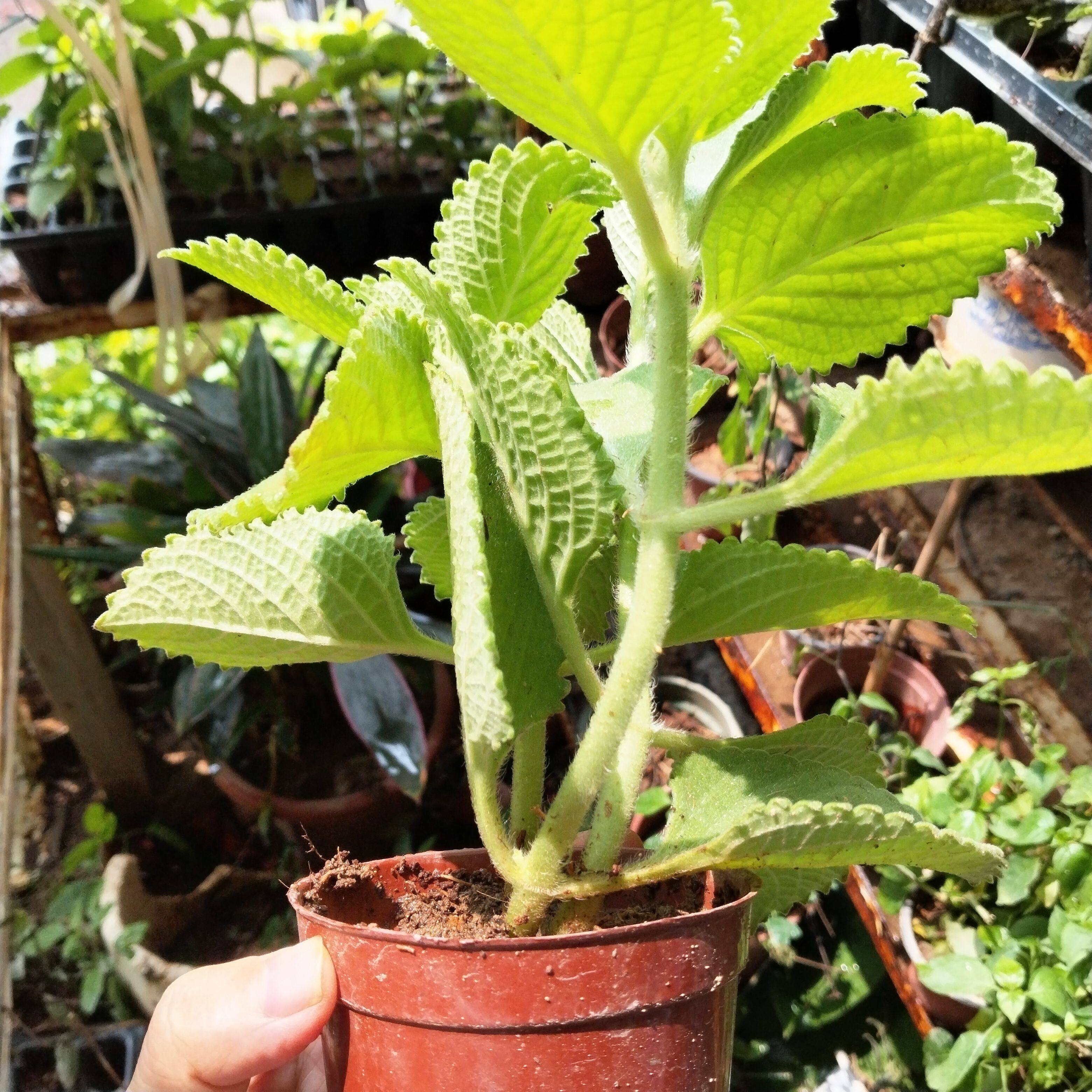 带盆栽好左手香盆栽排手香到手香绿植还魂草延命草左手香草叶止咳