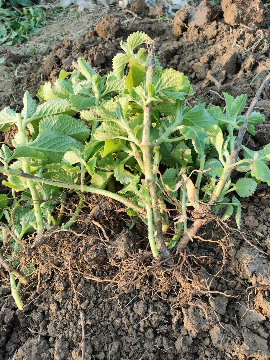 一份3棵到手香苗左手香苗一抹香苗 碰碰香苗  带根原土发货阳台