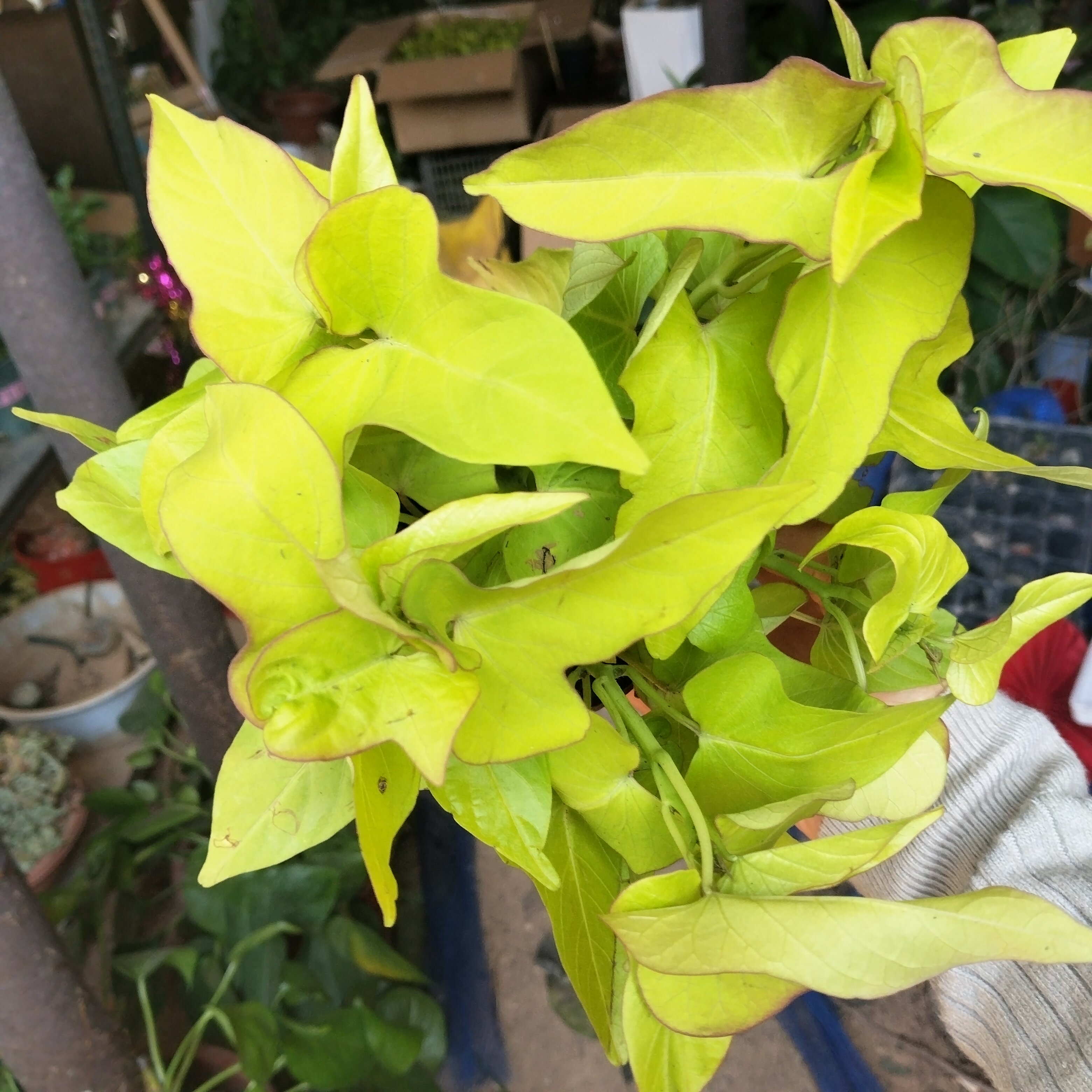 锦叶地瓜叶阳台庭院种植欣赏绿化稀有贵货盆栽彩叶番薯叶品种红薯