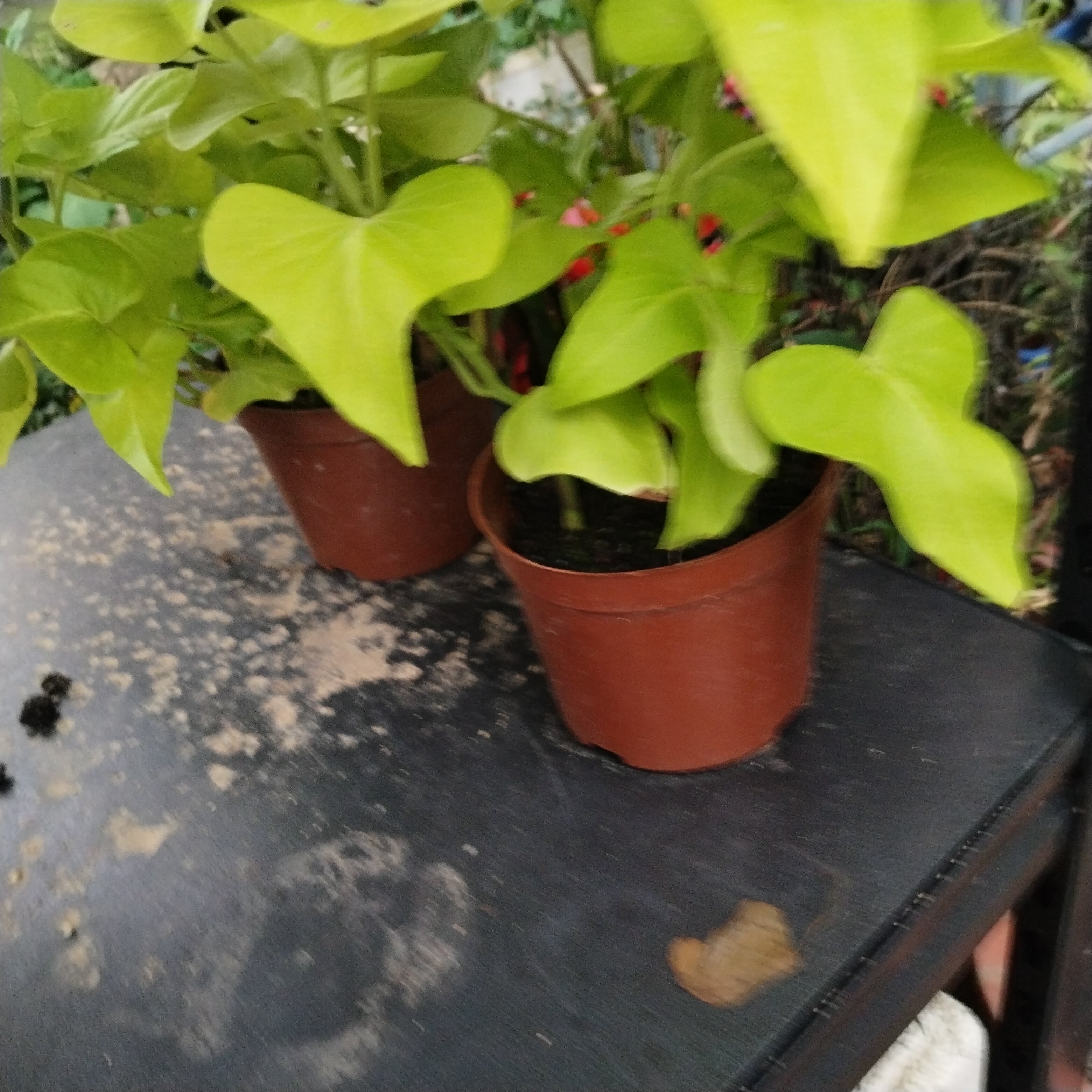 地瓜叶盆栽带根地瓜苗红薯阳台庭院好养活植物花卉盆栽黄色番薯叶