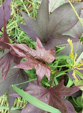 紫色五叉地瓜叶含花青素稀有品种吃叶子品种菜用爬藤5枝条可观赏