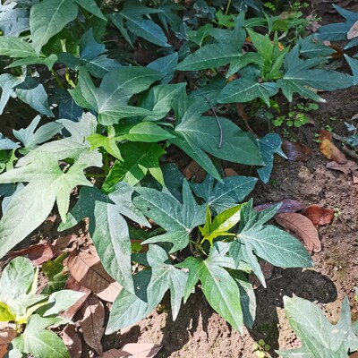 10棵装广西食叶型地瓜红薯苗发货红苕尖苗种植藤番薯叶