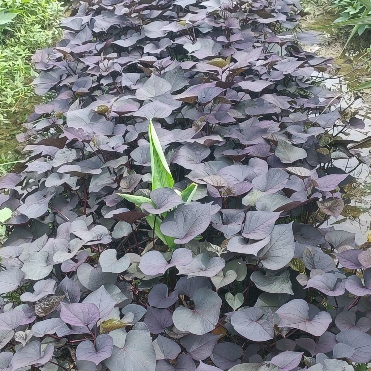新紫色专吃叶红薯叶地瓜叶苕尖花青素含量高可盆栽绿植食用红薯藤