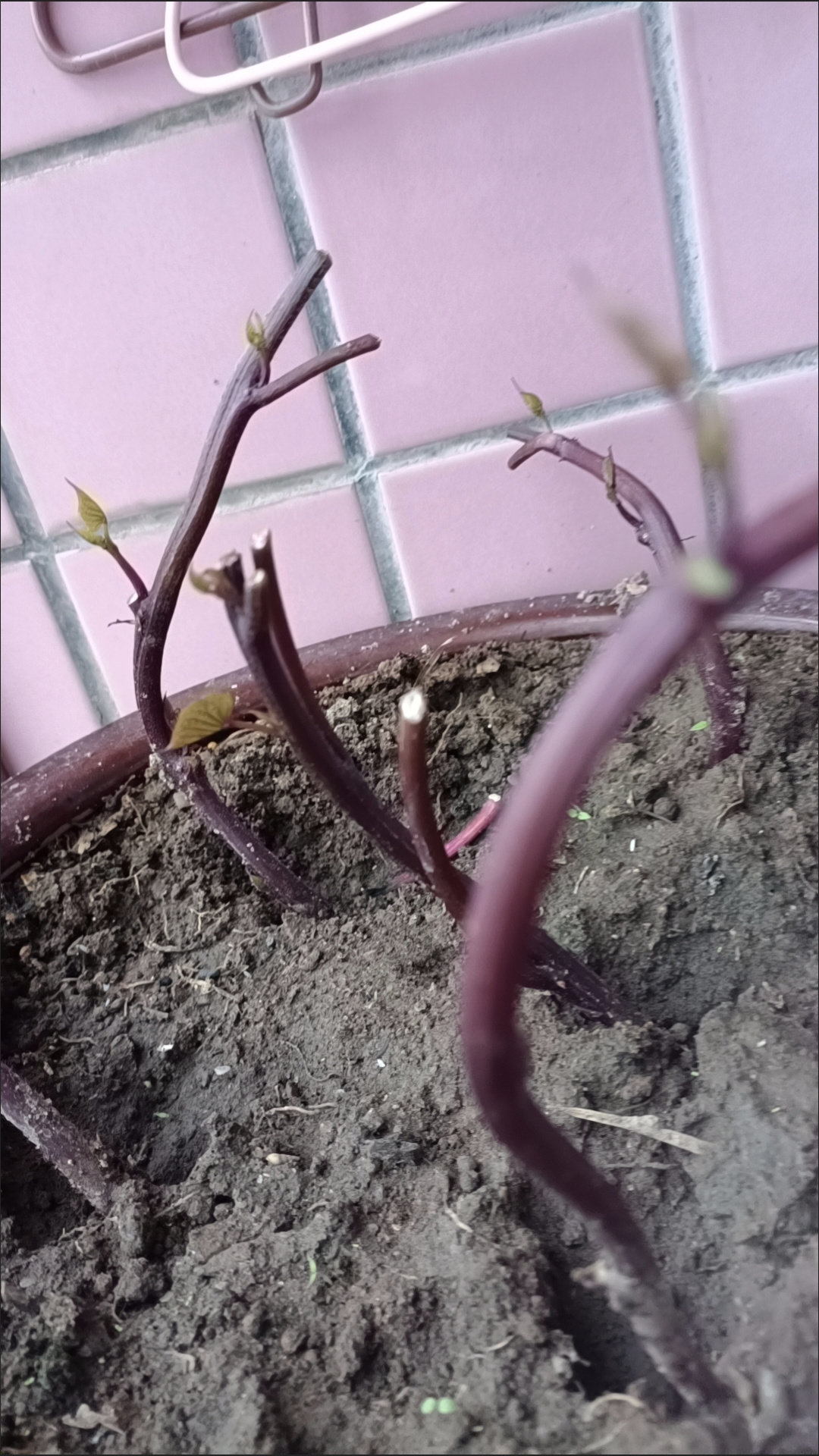带根紫色专吃叶地瓜叶番薯叶苕尖花青素含量高阳台卧室盆栽绿植