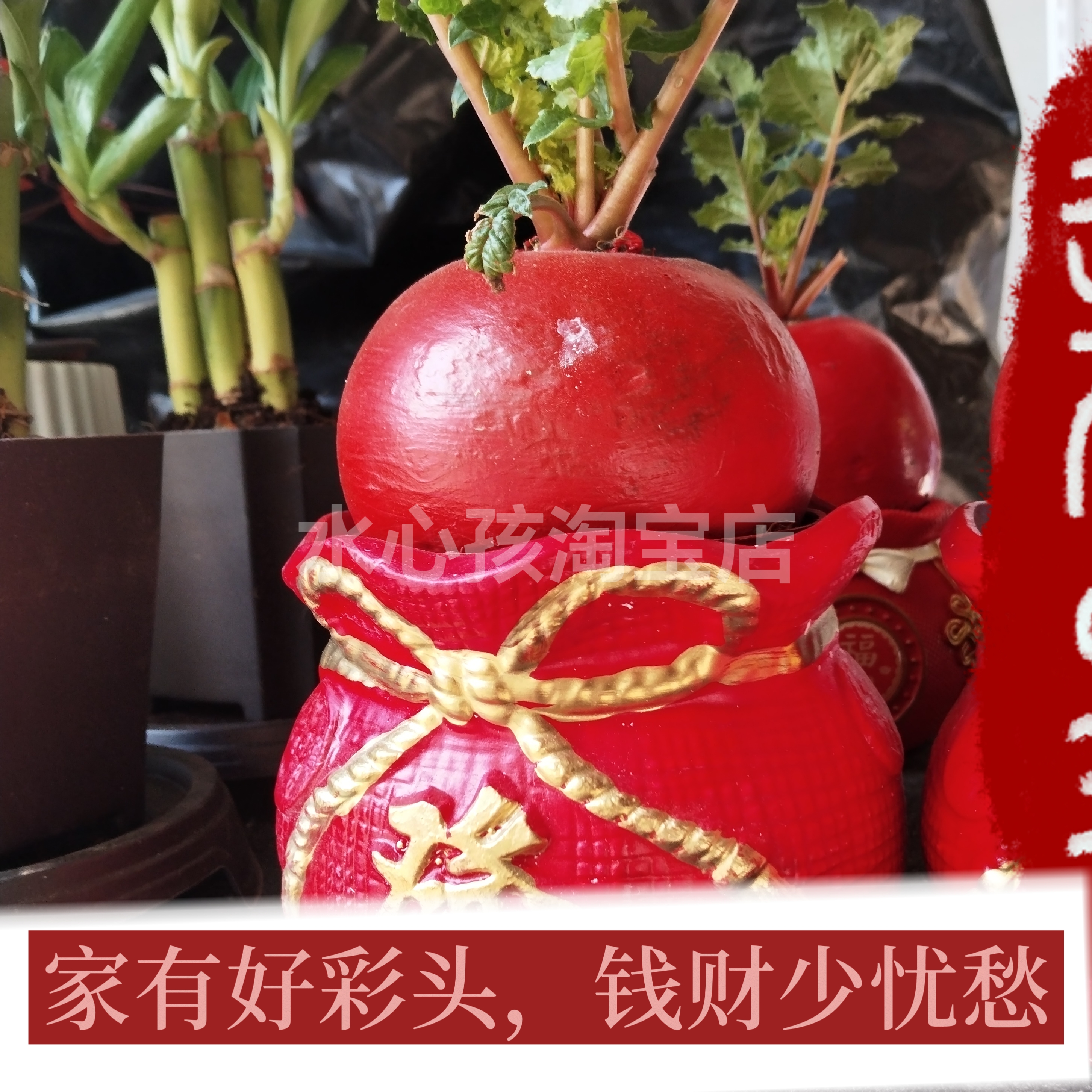 家有好彩头创意盆栽乔迁送礼节日祝福新年礼物年会盆栽伴手礼好养