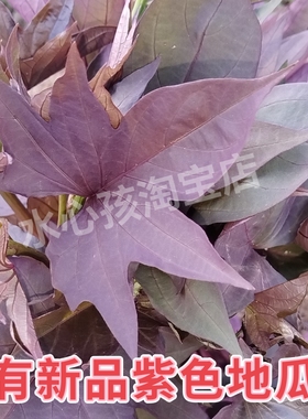 稀有品种地瓜叶紫色红薯叶含花青素菜地五叉好养爬藤可食叶地瓜叶