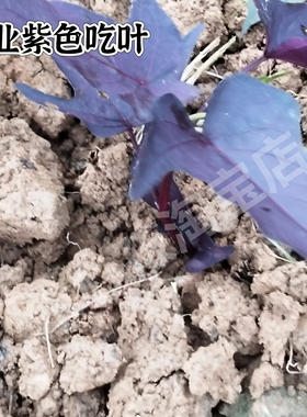 吃叶品种（紫色型）花青素含有阳台绿植地瓜叶红薯苗菜地庭院稀有