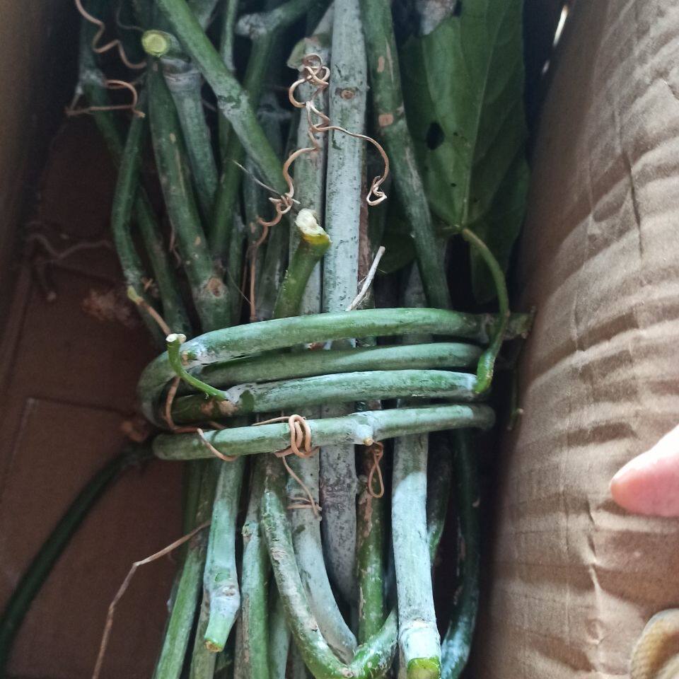 新鲜白粉藤 独脚乌桕 夜牵牛 青龙铁打 山葫芦藤草药500克发纯藤