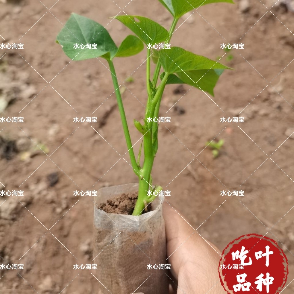 漳州白凤菜可食用药用绿植盆栽阳台庭院好香料地瓜叶庭院红薯杯苗