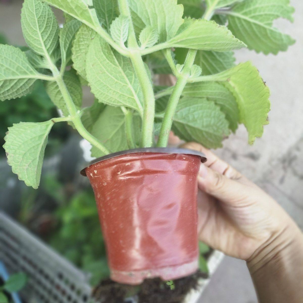 大叶新鲜左手香苗到手香绿植薄荷一抹香草还魂草碰碰绿植盆栽