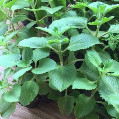 大叶左手香苗到手香苗可食用薄荷苗草碰碰香苗绿植盆栽阳台驱蚊