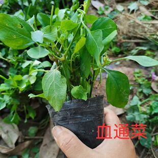 血通菜苗绿线叶宽叶十万错铁打草盗偷草四季贵族饭店当季火锅蔬菜