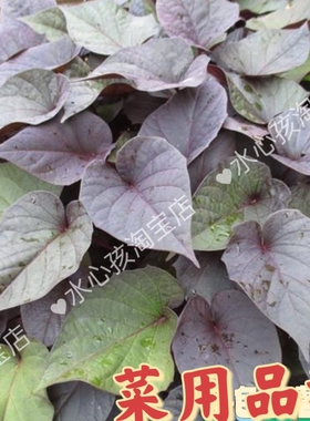 紫叶番薯苗紫色食叶番薯吃叶红薯叶用番薯食叶地瓜高花青素蔬菜苗