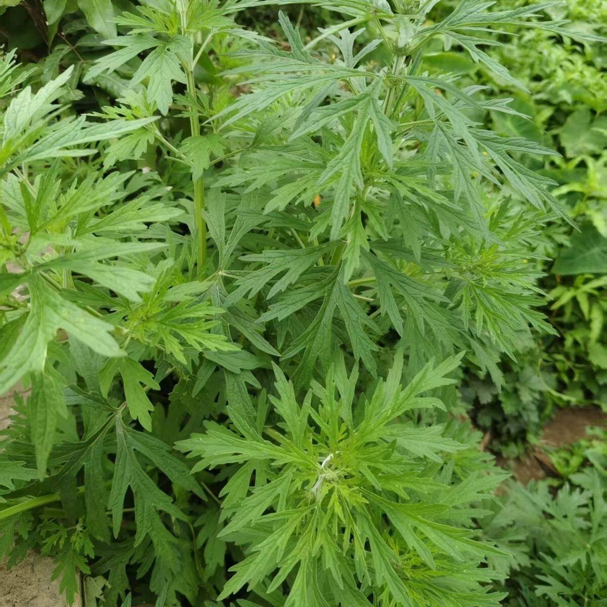 红花益母草现采新鲜煮水红糖姜调姨妈月经纯天然益母草新鲜鲜嫩