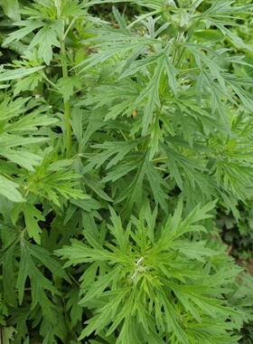 红花益母草现采新鲜煮水红糖姜调姨妈月经纯天然益母草新鲜鲜嫩