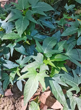 吃叶品种新鲜五叉蔬菜红薯苗带点根须五角尖叶食叶型地瓜苗种植根