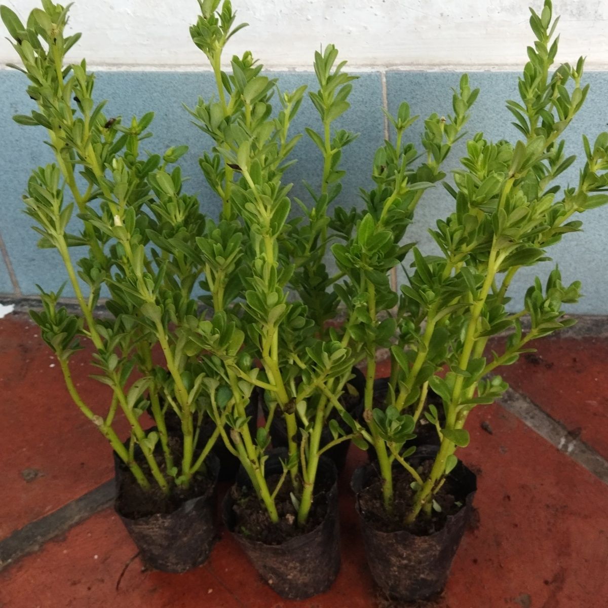 马齿苋阔叶白花绿茎菜用猪母菜凉拌菜阳台盆栽庭院种植屋顶盆栽苗
