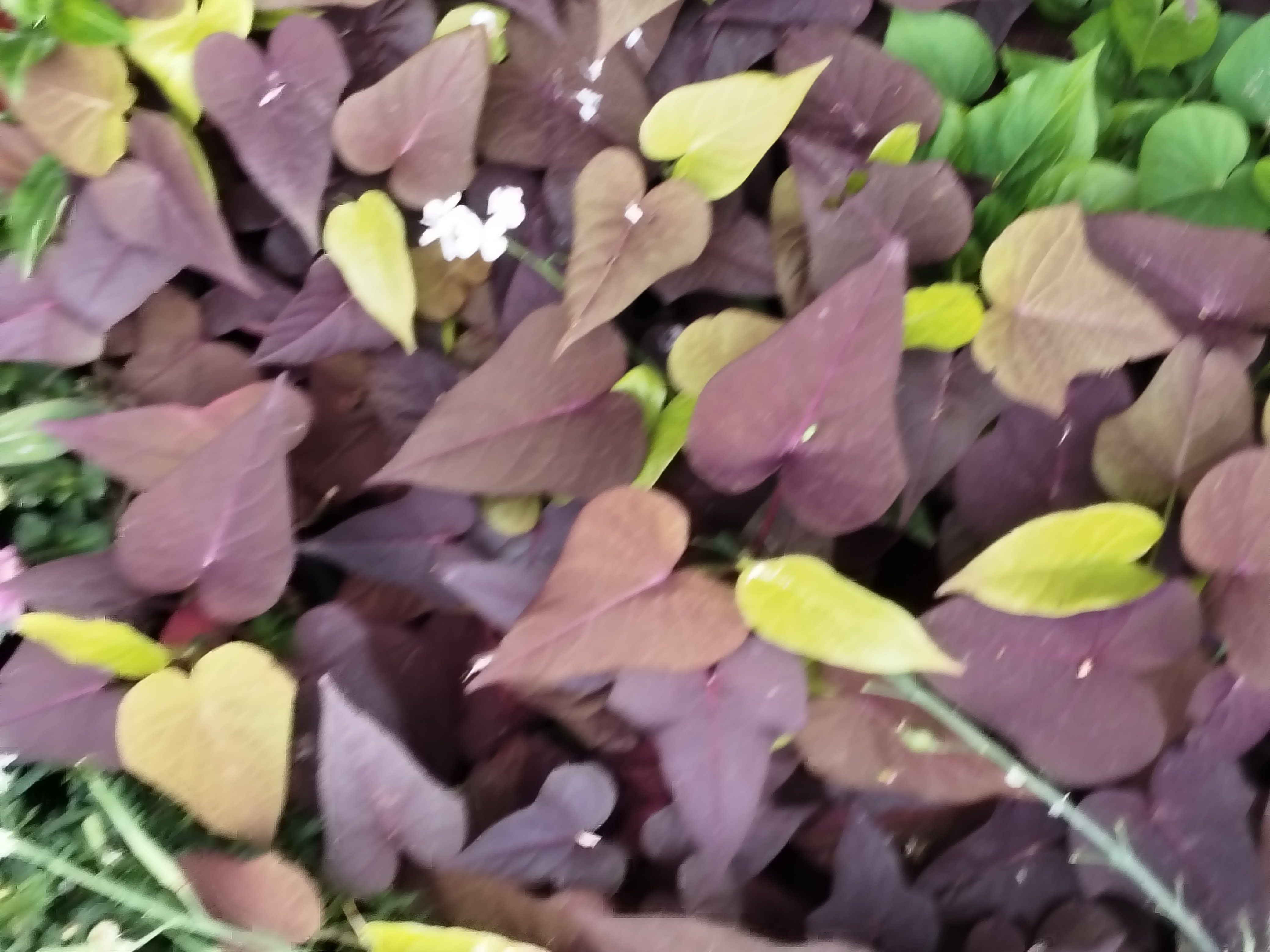 紫叶酢浆草花卉绿植四叶草红花室内室外阳台庭院红色番薯叶爬藤款
