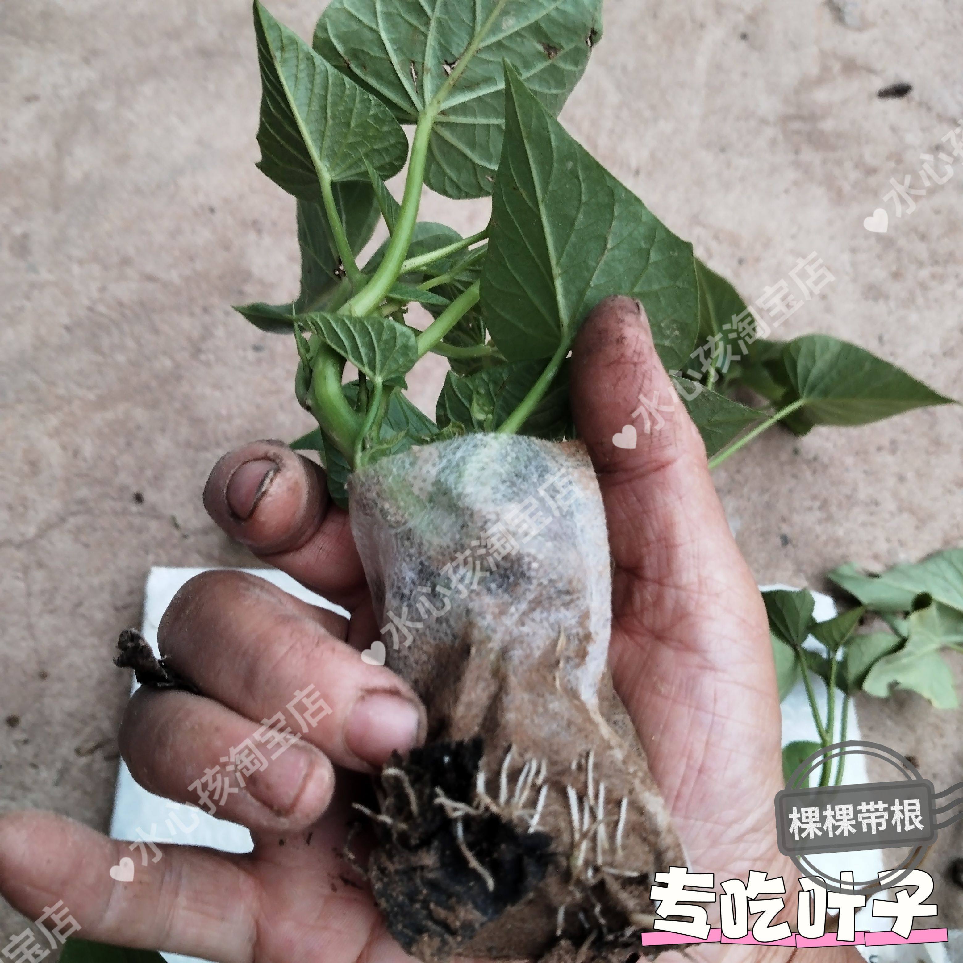 红薯叶地瓜叶番薯盆栽阳台绿植客厅甘薯苗一杯1棵简单好种带根土