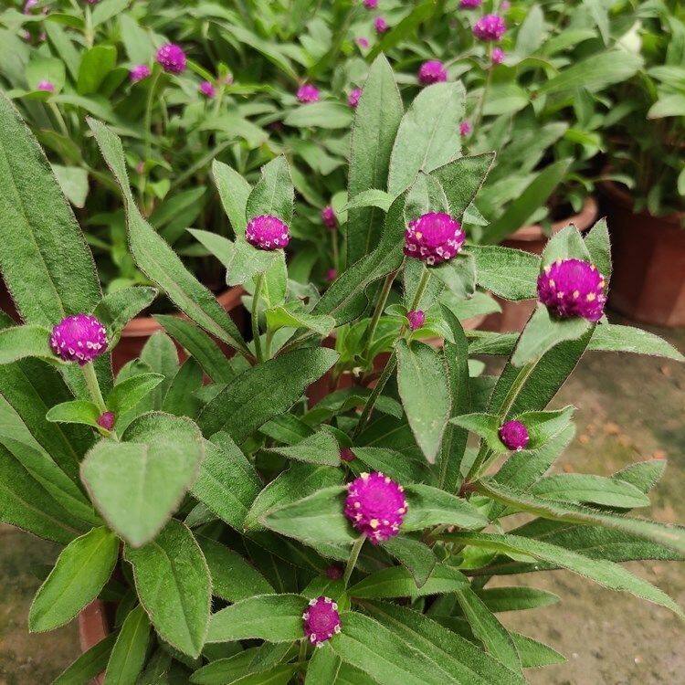 石竹花高杆重瓣多年生四季开花草坪盆栽庭院耐寒耐旱千日红百日草