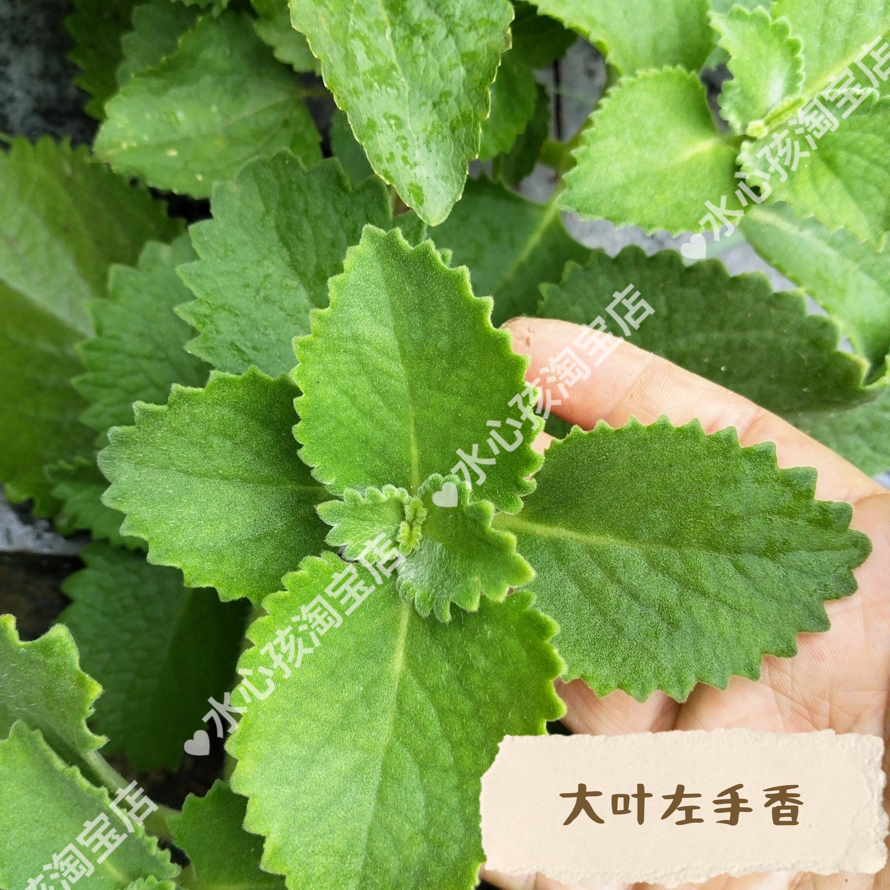 大叶新鲜左手香苗到手香绿植薄荷一抹香草还魂草碰碰绿植盆栽番桔