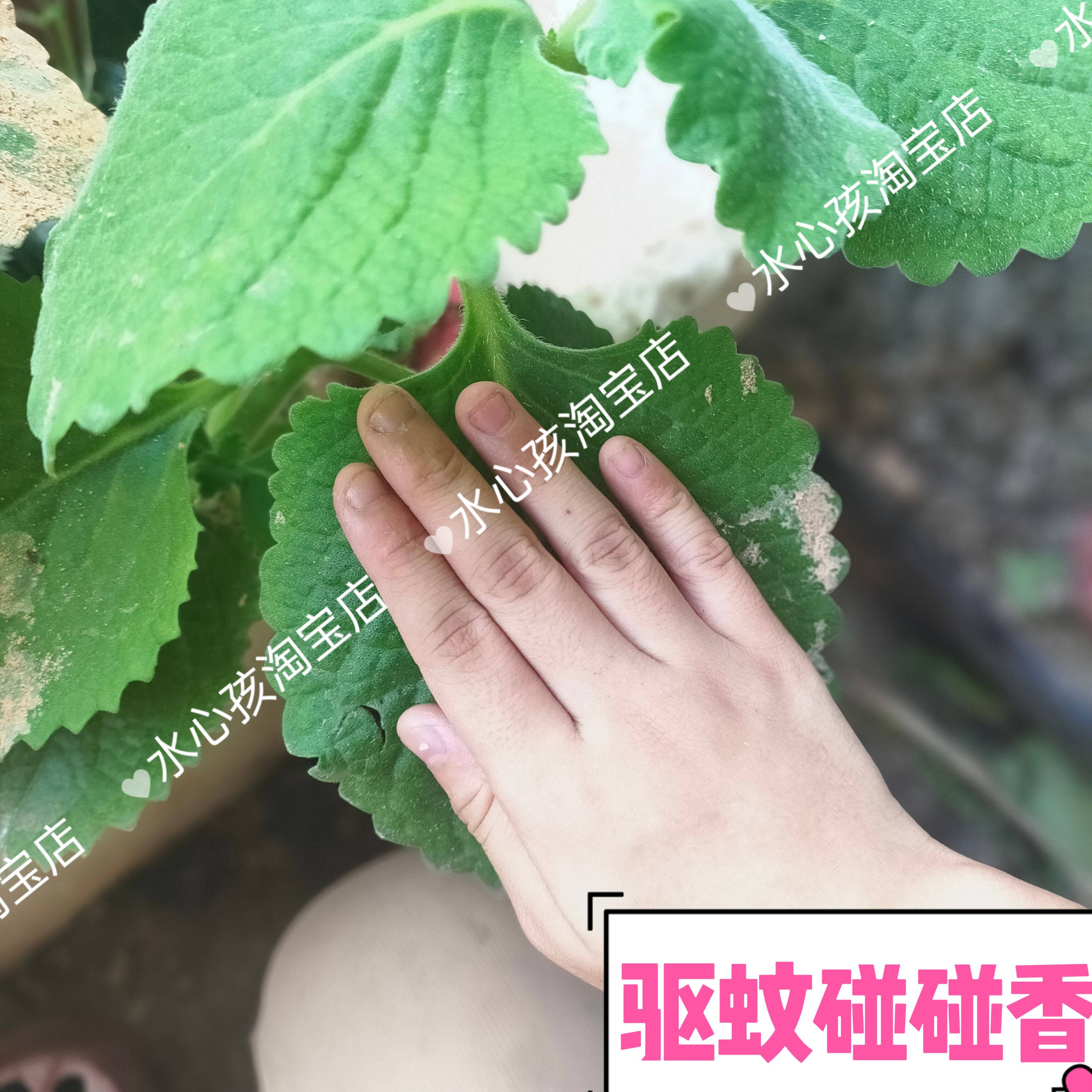 老苗多大叶左手香印度薄荷还魂草一抹香碰碰香到手香盆栽排香草苗