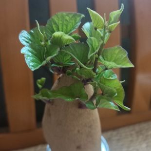 带芽番薯叶盆栽学生作业乌龟辅食地瓜叶好菜用品种红薯水培幼儿园