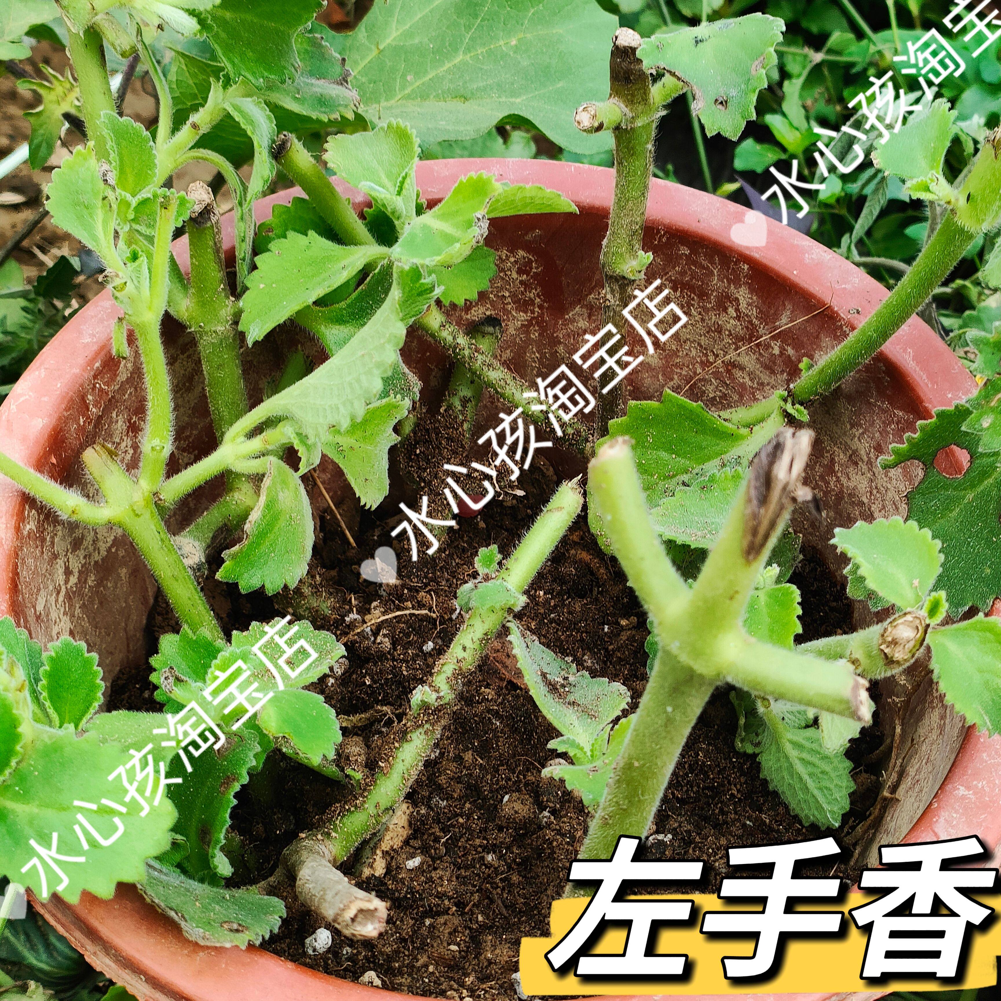 大叶左手香太子香藿香苗可食用老苗香叶植物庭院阳台可种植盆栽