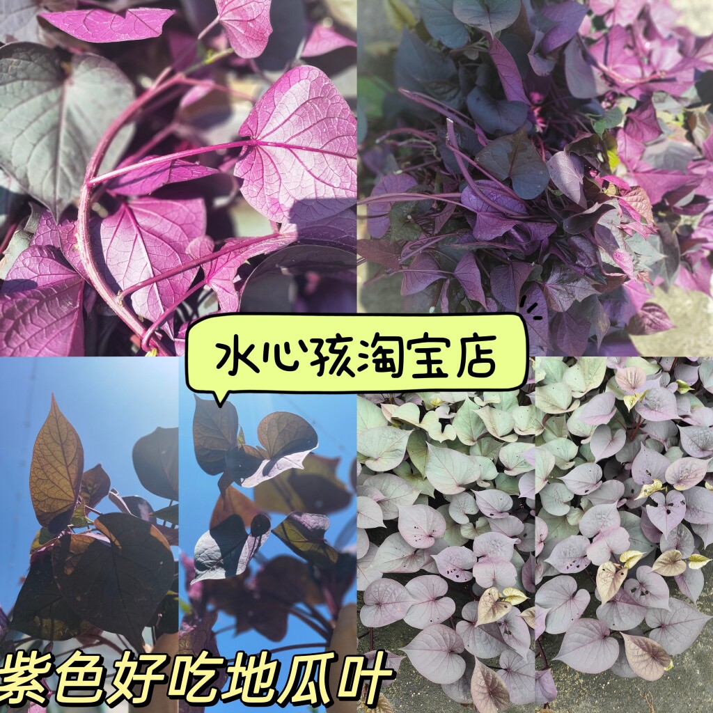 紫色地瓜叶食叶型红薯苗菜用品种爬藤品种观赏绿化工程苗庭院楼顶