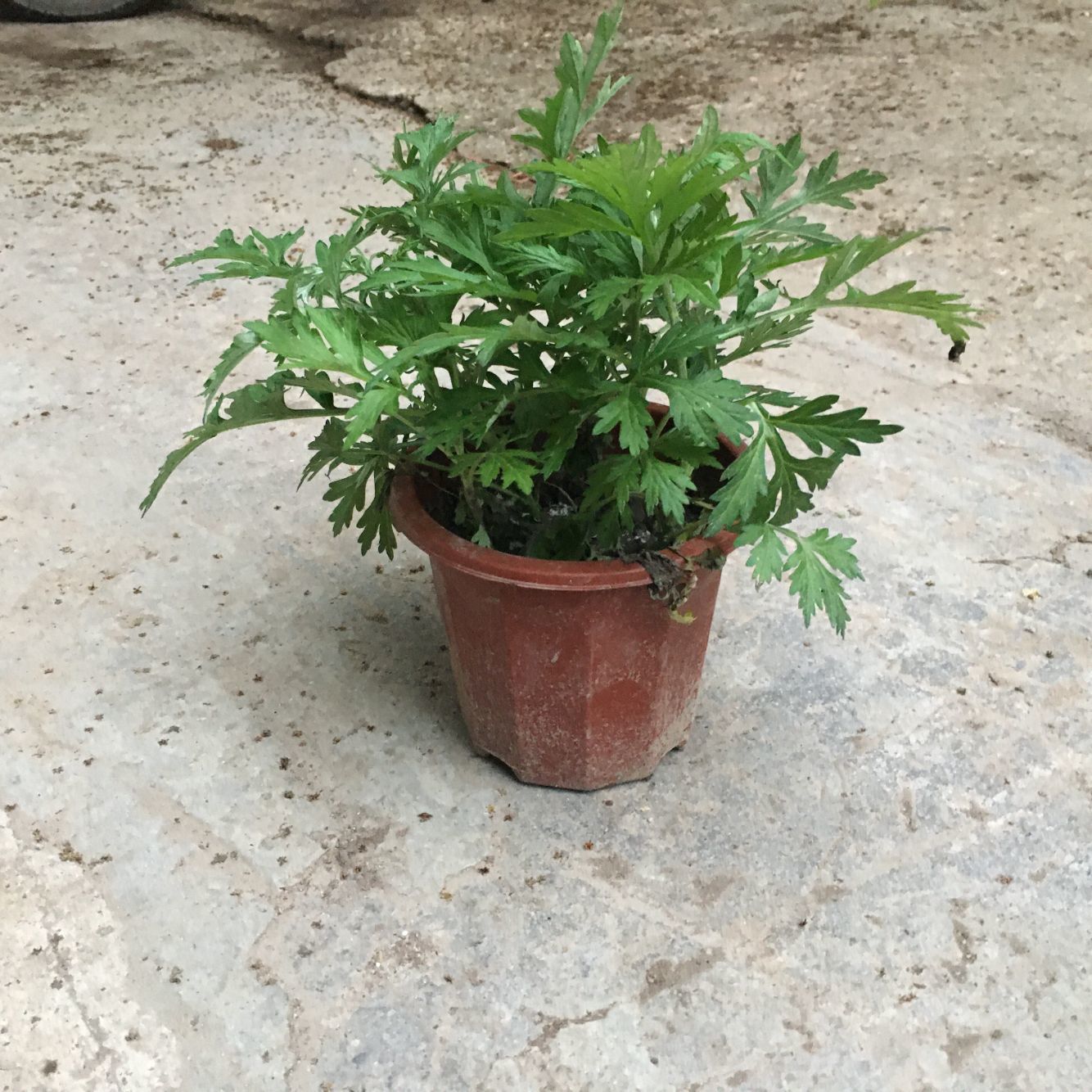 驱蚊草盆栽室内客厅办公室桌面绿植花卉盆景好养活四季常青艾草