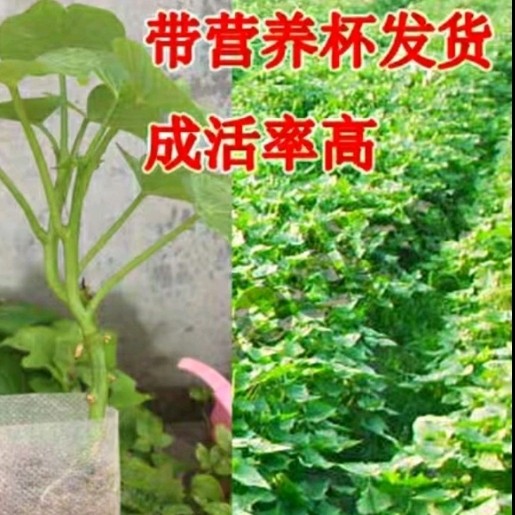 食叶型地瓜叶阳台绿植带根饭店菜用种植红薯番薯叶绿色不起皮好吃