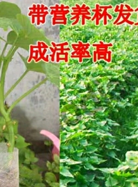 食叶型地瓜叶阳台绿植带根饭店菜用种植红薯番薯叶绿色不起皮好吃