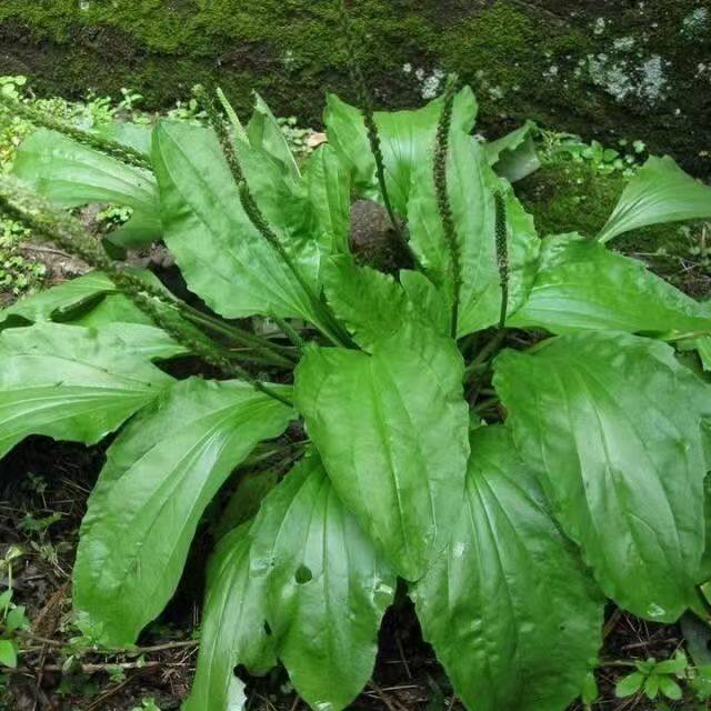 车前草苗车轮菜轱辘菜凉茶苗带根四季播阳台盆栽野菜凉拌煮汤泡茶
