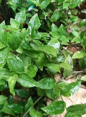 青叶吊竹梅绿色吊兰垂吊白花紫露草鸭跖草淡竹叶新手露养