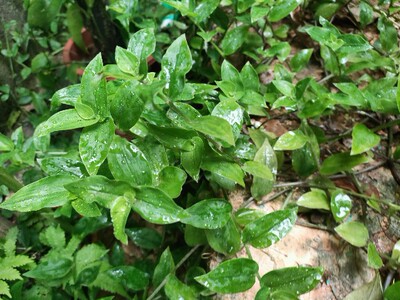 青叶吊竹梅绿色吊兰垂吊白花紫露草鸭跖草淡竹叶新手露养