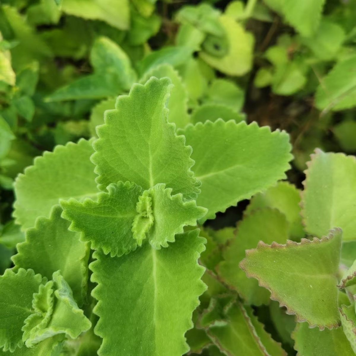 新鲜左手香到手香 清热驱蚊草香草香料碰碰香苗枝叶 中草药材可吃