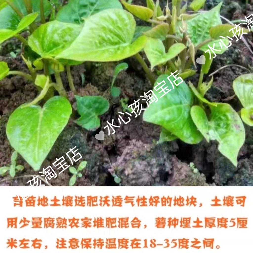 高产叶菜用甘薯薯种福薯专吃叶子红薯种地瓜番薯种苗育苗用种薯