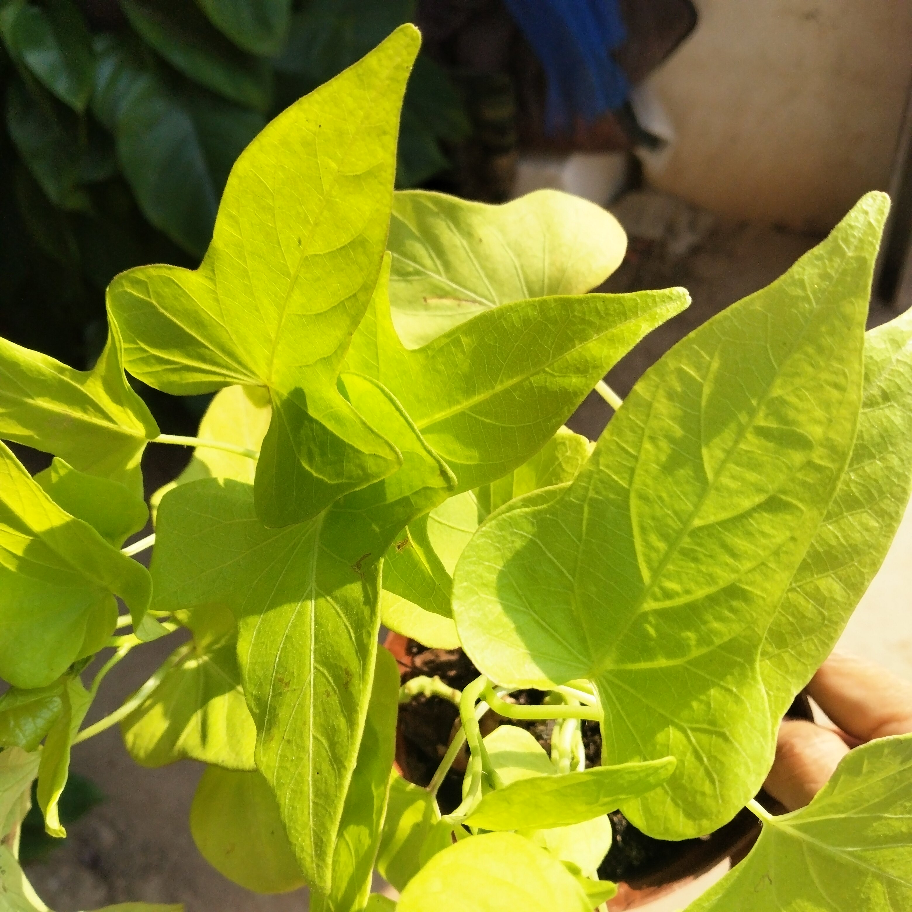 黄金叶盆栽地被植物黄金草阳台庭院花园工程耐晒耐寒花镜爬地植物