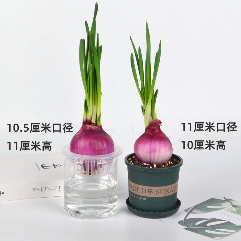 蔬菜水培种植幼儿园自然角块茎类盆栽苗儿童学生自然科学观察记录