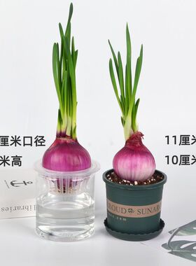 蔬菜水培种植幼儿园自然角块茎类盆栽苗儿童学生自然科学观察记录