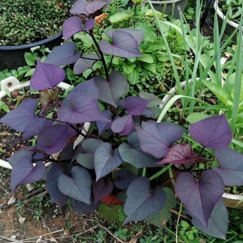 专吃叶子的红薯苗地瓜苗红薯叶福薯18号只长叶子番薯叶紫色地瓜叶