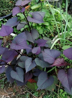 专吃叶子的红薯苗地瓜苗红薯叶福薯18号只长叶子番薯叶紫色地瓜叶
