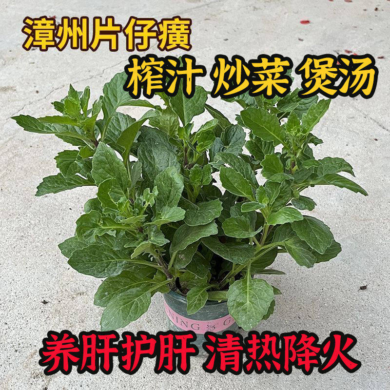 大棵苗漳州片仔癀草苗养生植物盆栽榨汁炖汤多年生泡茶可食用花草