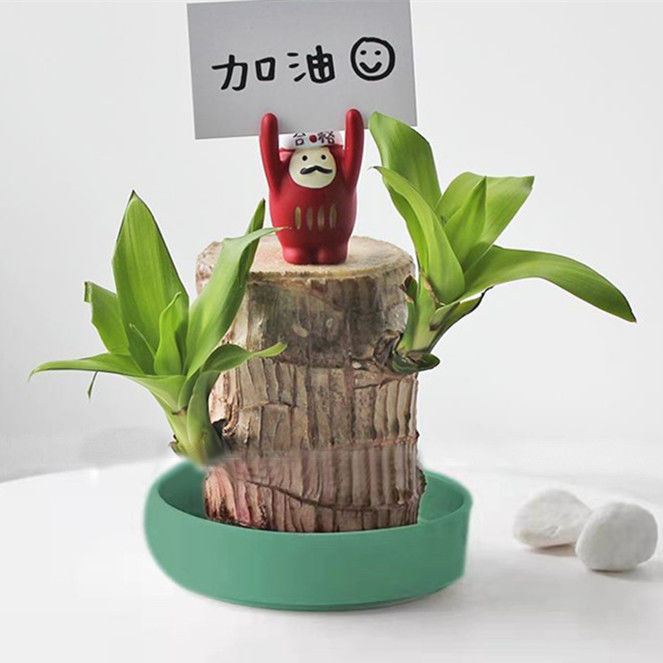 水培盆栽水养幸运木办公室桌面小绿植四季常青花卉植物好养客厅