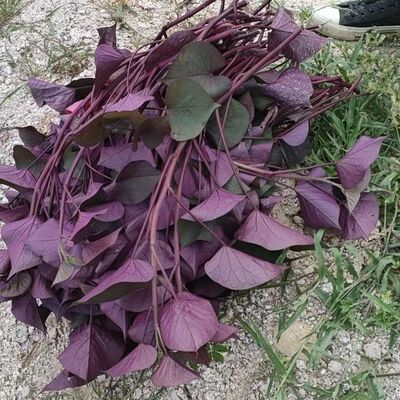 紫薯叶盆栽地瓜叶食用叶子地瓜叶紫薯苗紫薯叶盆栽别墅院盆栽绿化