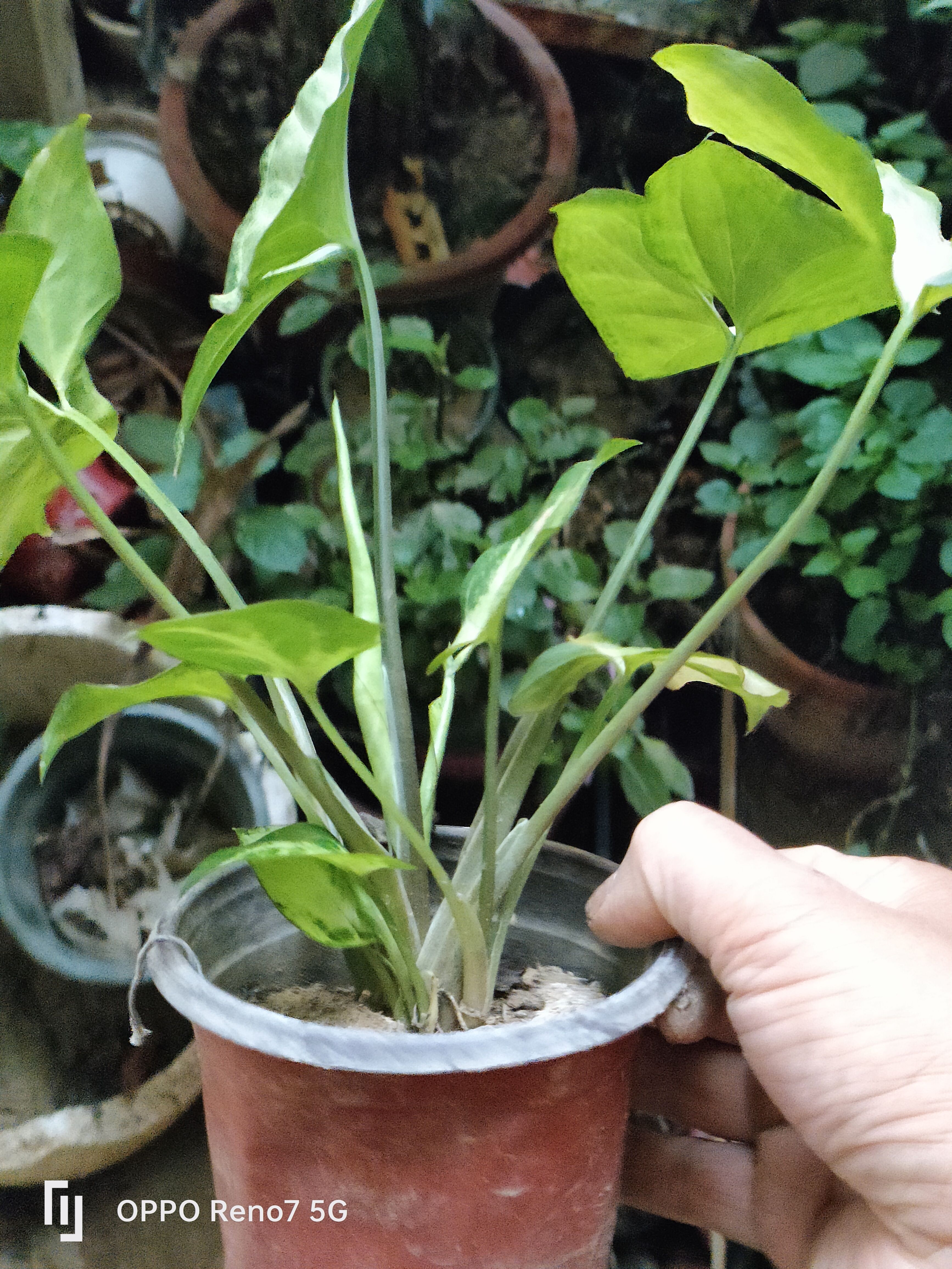 带盆栽好合果芋水培土种合果芋盆栽四季常绿色盆景白蝴蝶绿精灵室